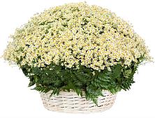 Цветочная композиция из Ромашки в корзине #REPLACE_PRED# Сергиевом Посаде